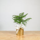 Norfolk Island Pine 6"