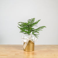 Norfolk Island Pine 6"