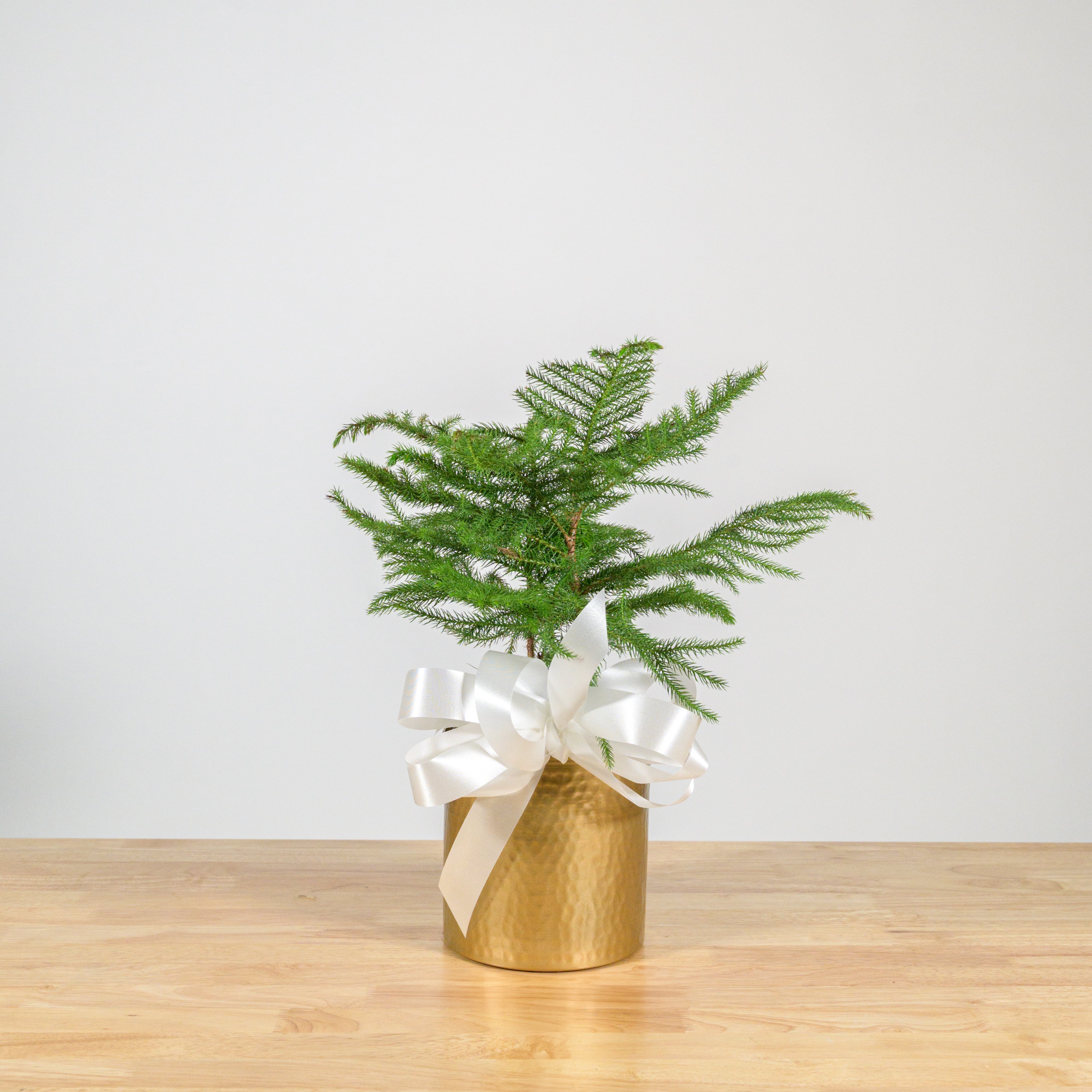 Norfolk Island Pine 6"