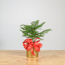 Norfolk Island Pine 6"