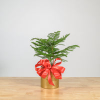 Norfolk Island Pine 6"