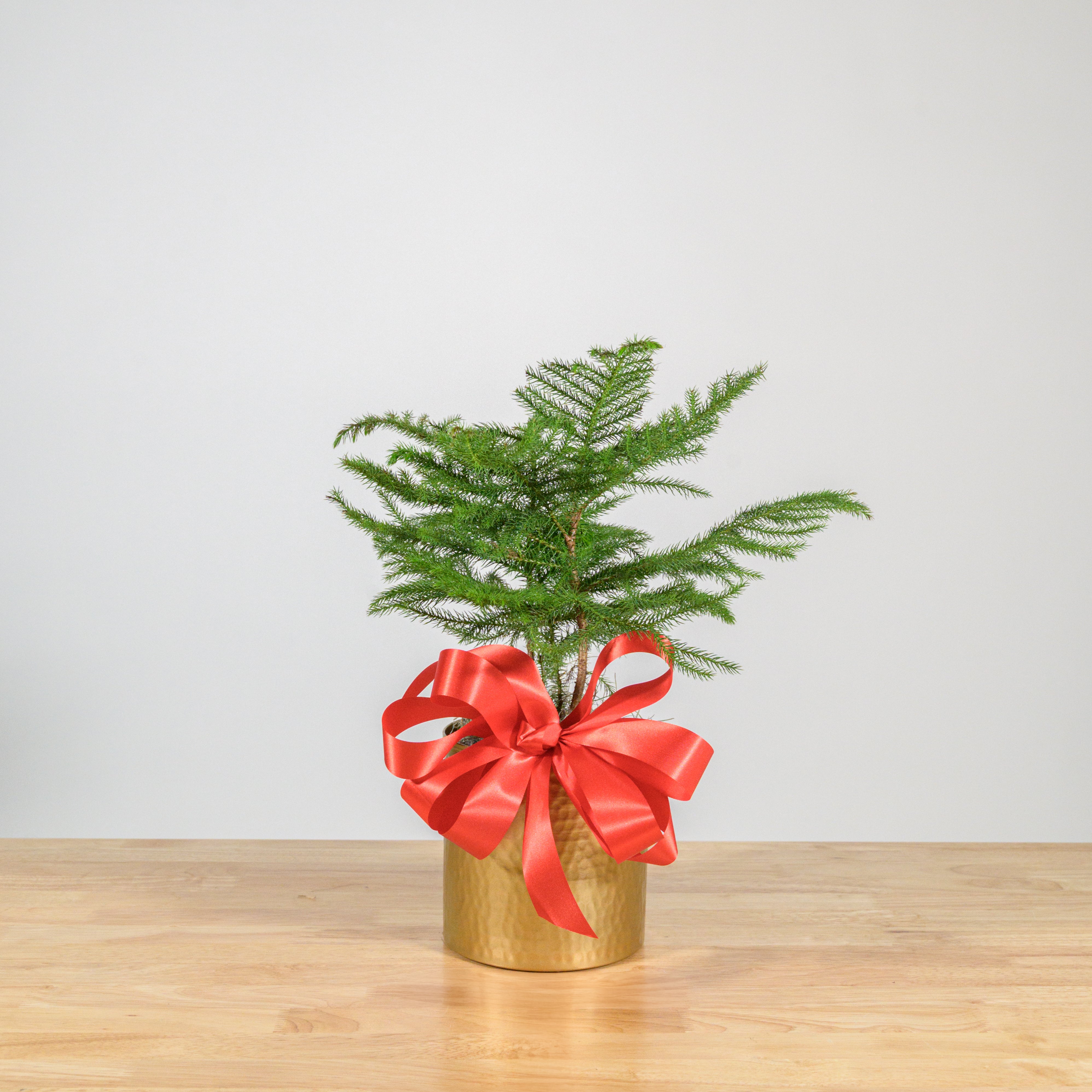 Norfolk Island Pine 6"