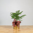 Norfolk Island Pine 6"