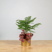 Norfolk Island Pine 6"