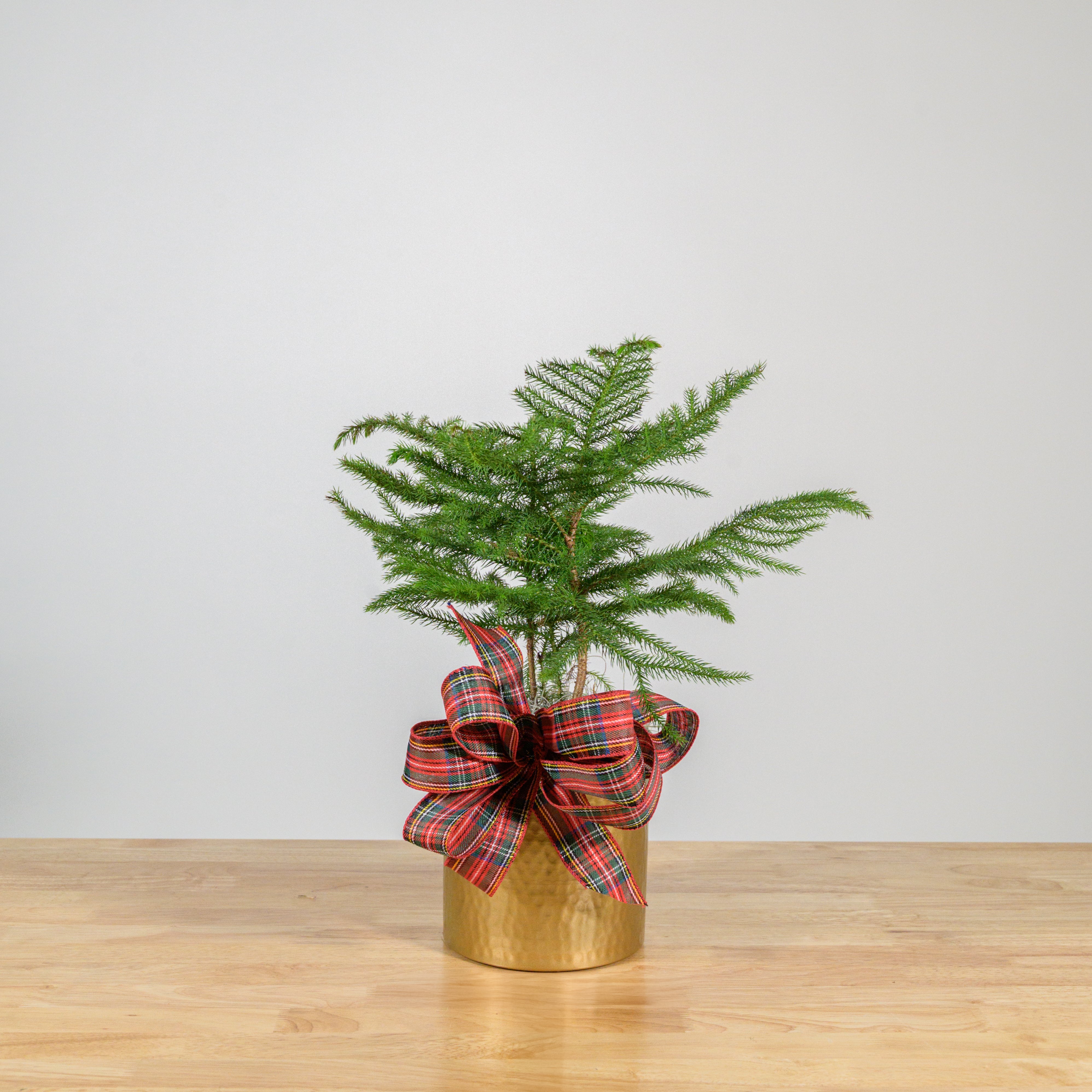 Norfolk Island Pine 6"
