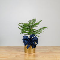 Norfolk Island Pine 6"