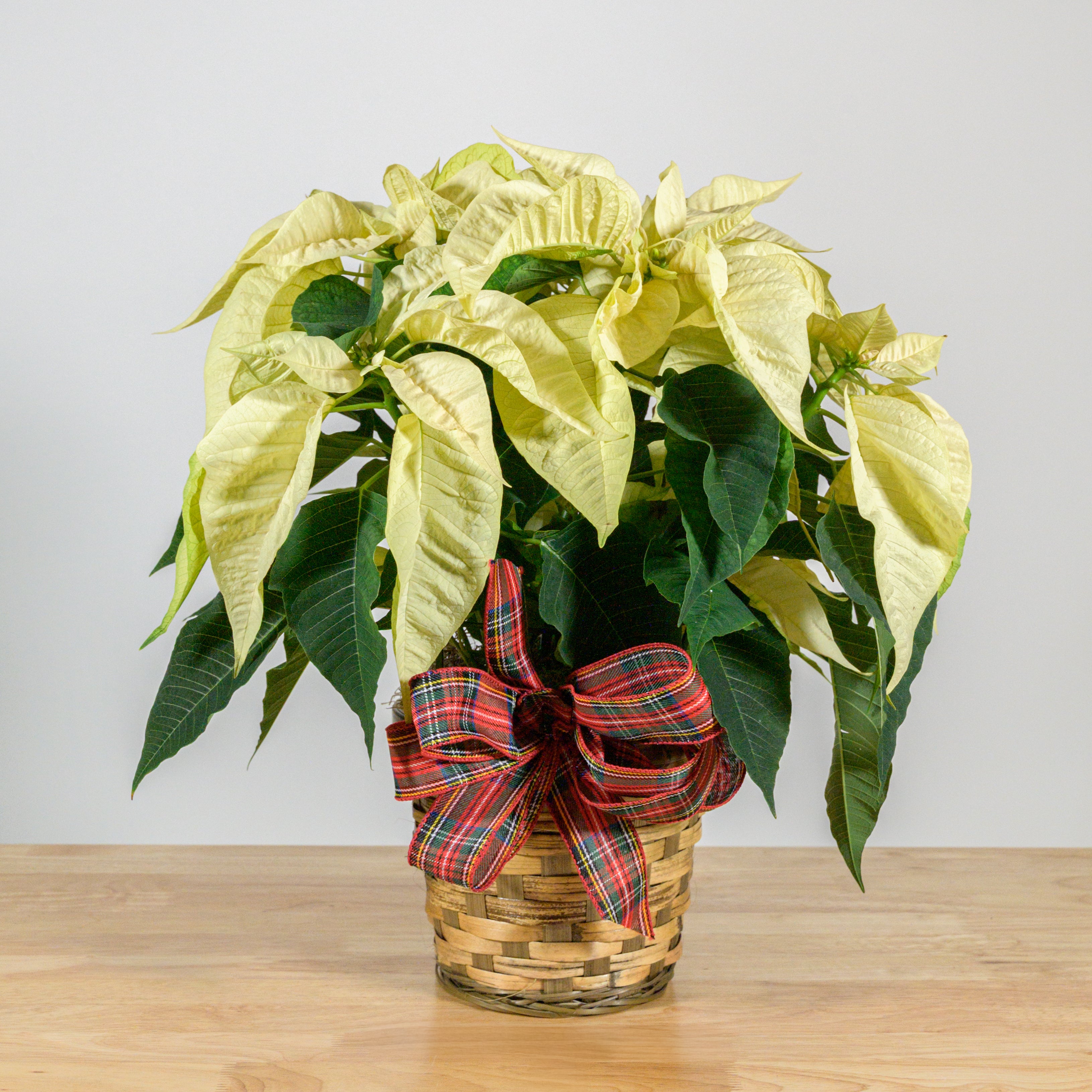 Novelty Poinsettia