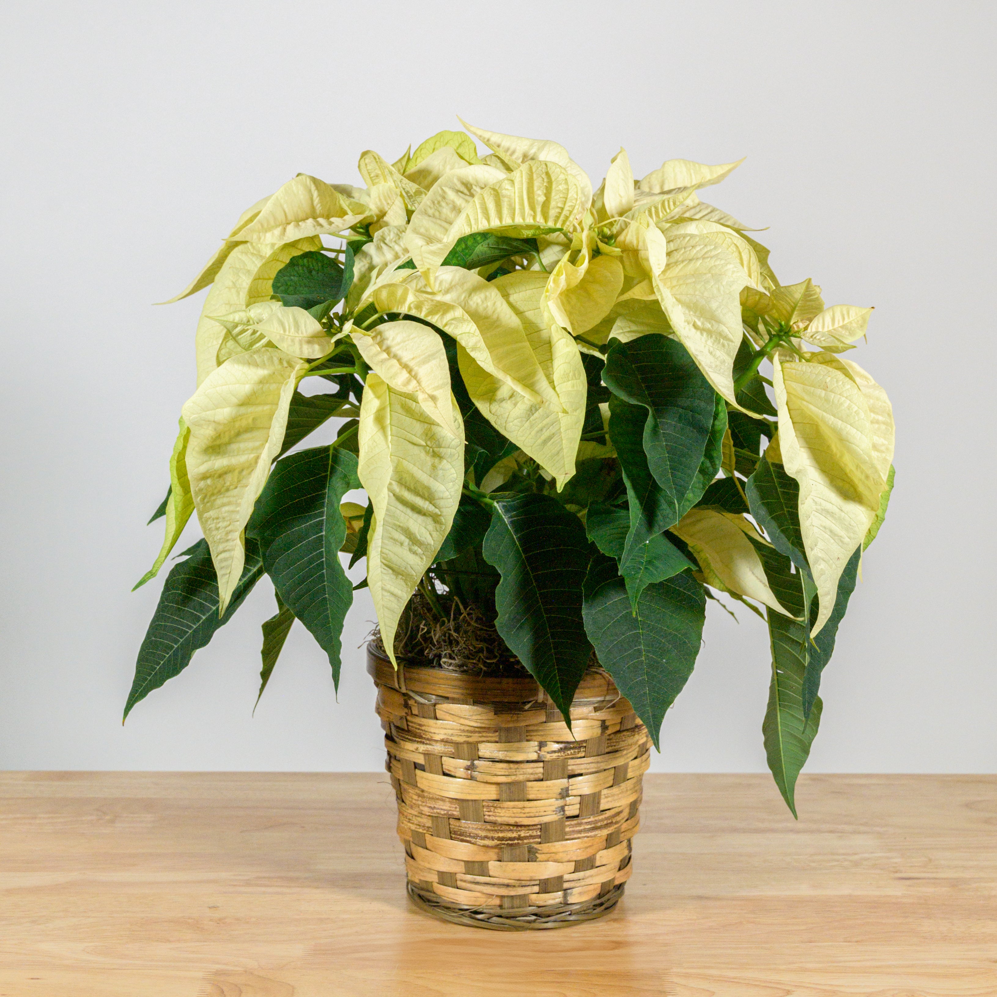 Novelty Poinsettia