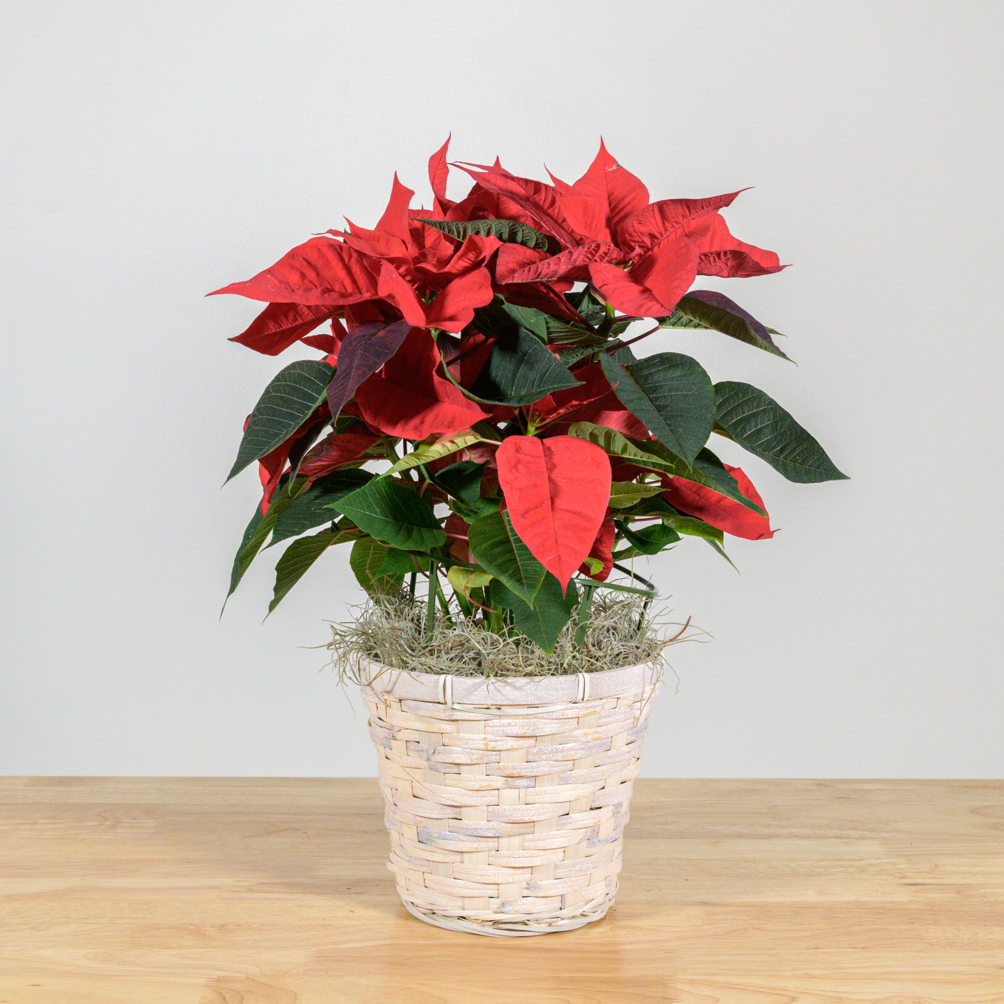 Poinsettia