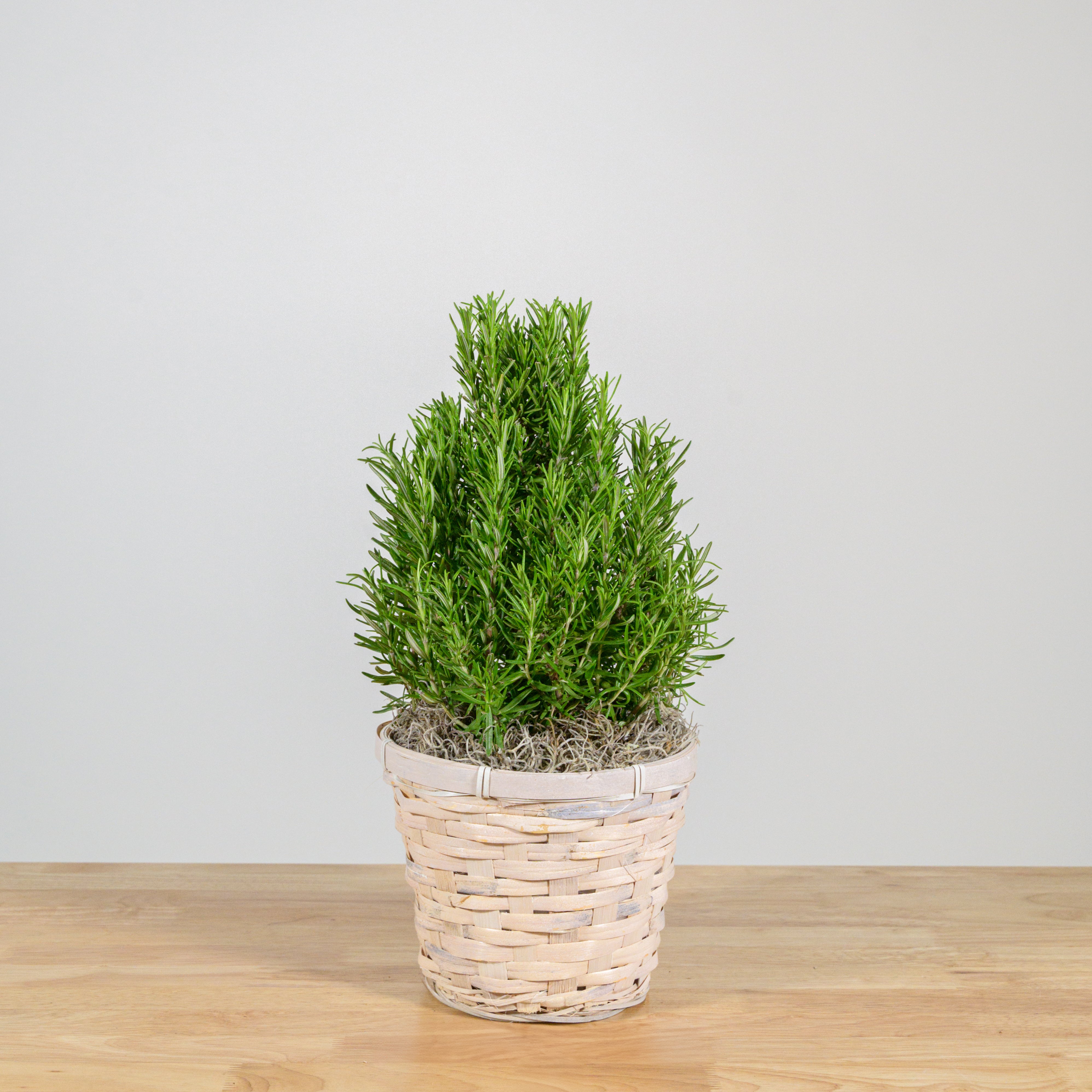 Rosemary Christmas Tree 6"