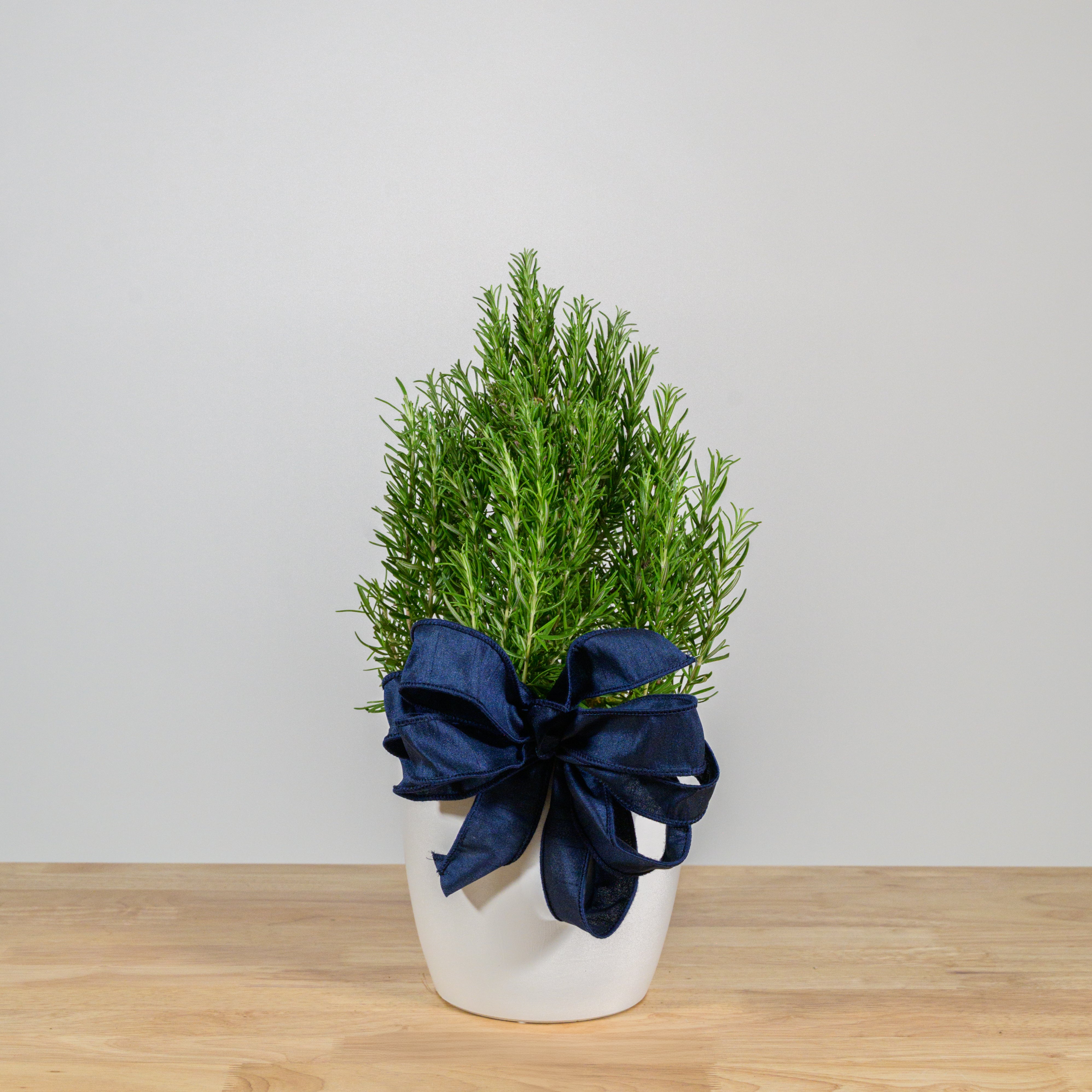 Rosemary Christmas Tree 6"
