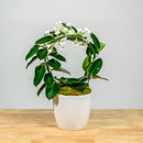 Stephanotis Hoop