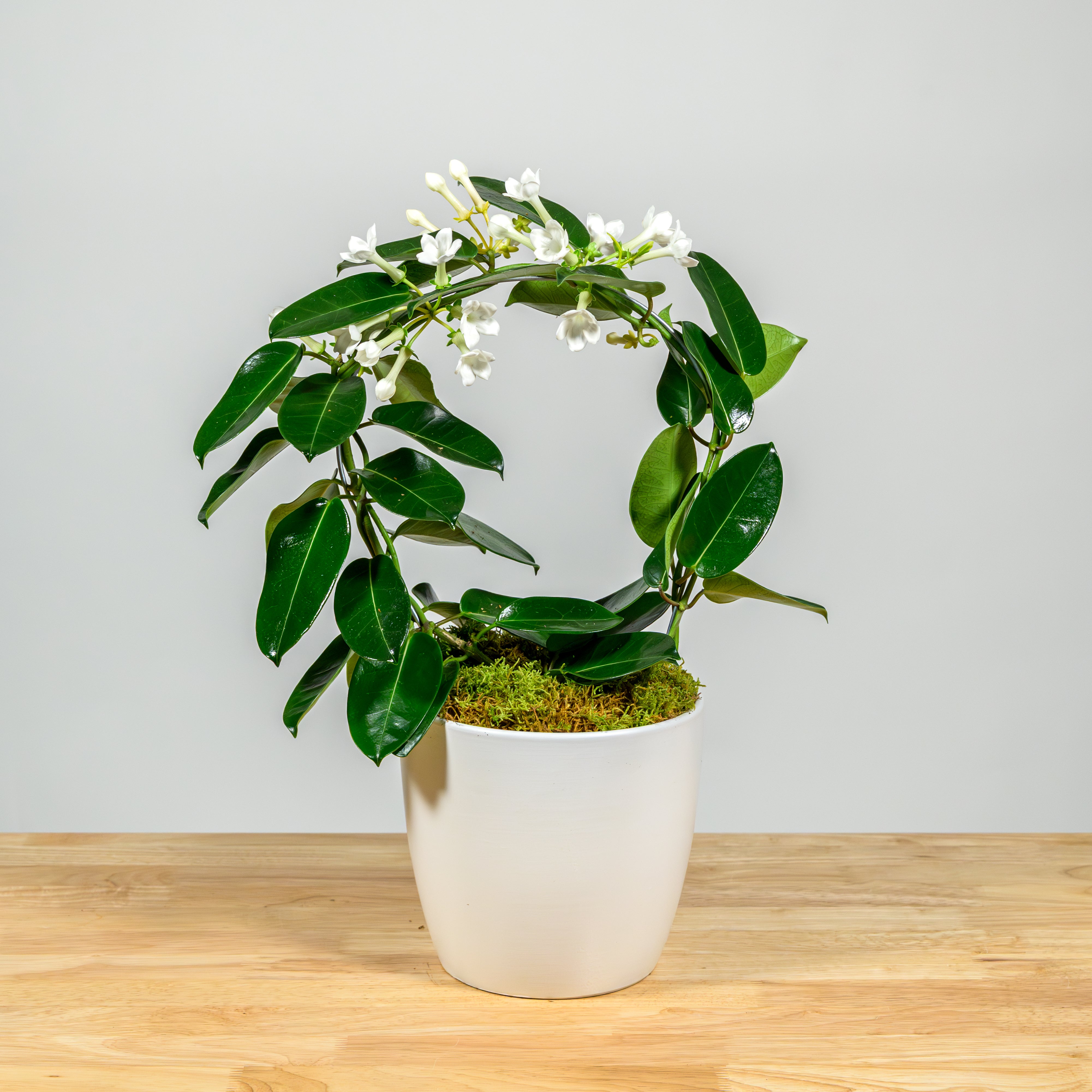 Stephanotis Hoop