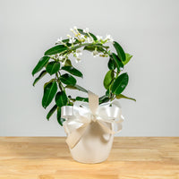 Stephanotis Hoop