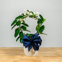 Stephanotis Hoop