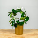 Stephanotis Hoop