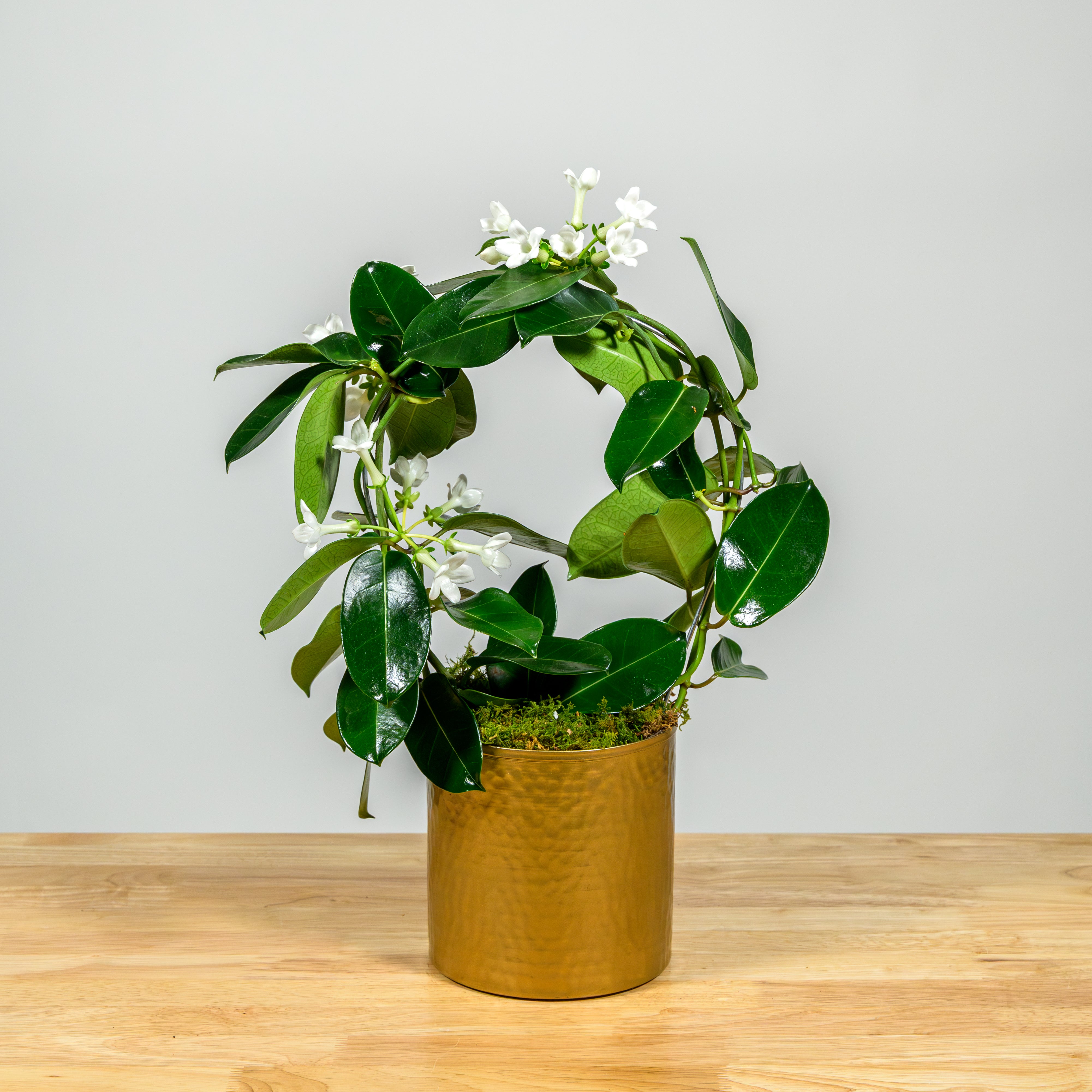 Stephanotis Hoop