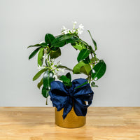 Stephanotis Hoop
