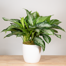 Aglaonema Silver Bay