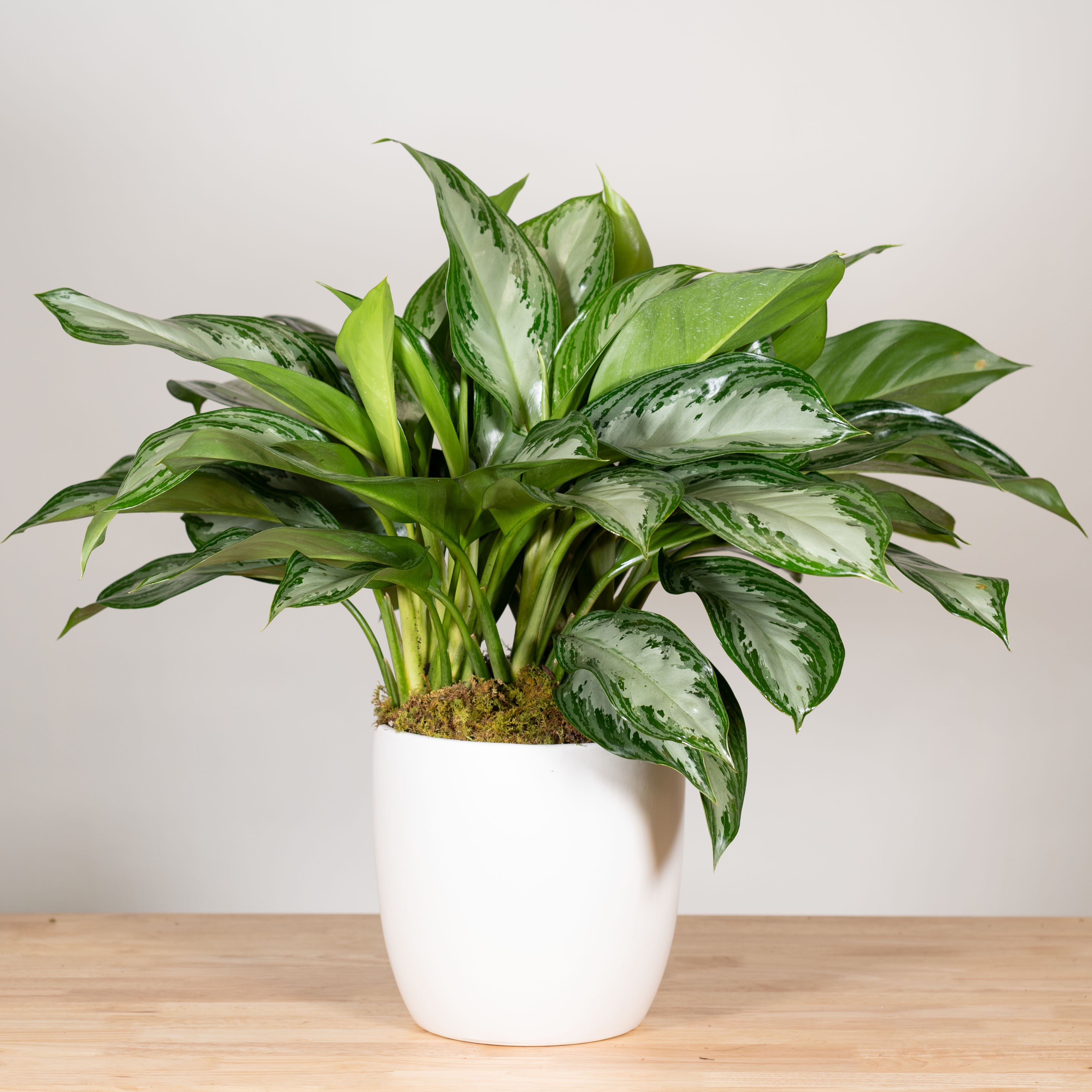 Aglaonema Silver Bay