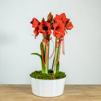 Amaryllis Pan 10"