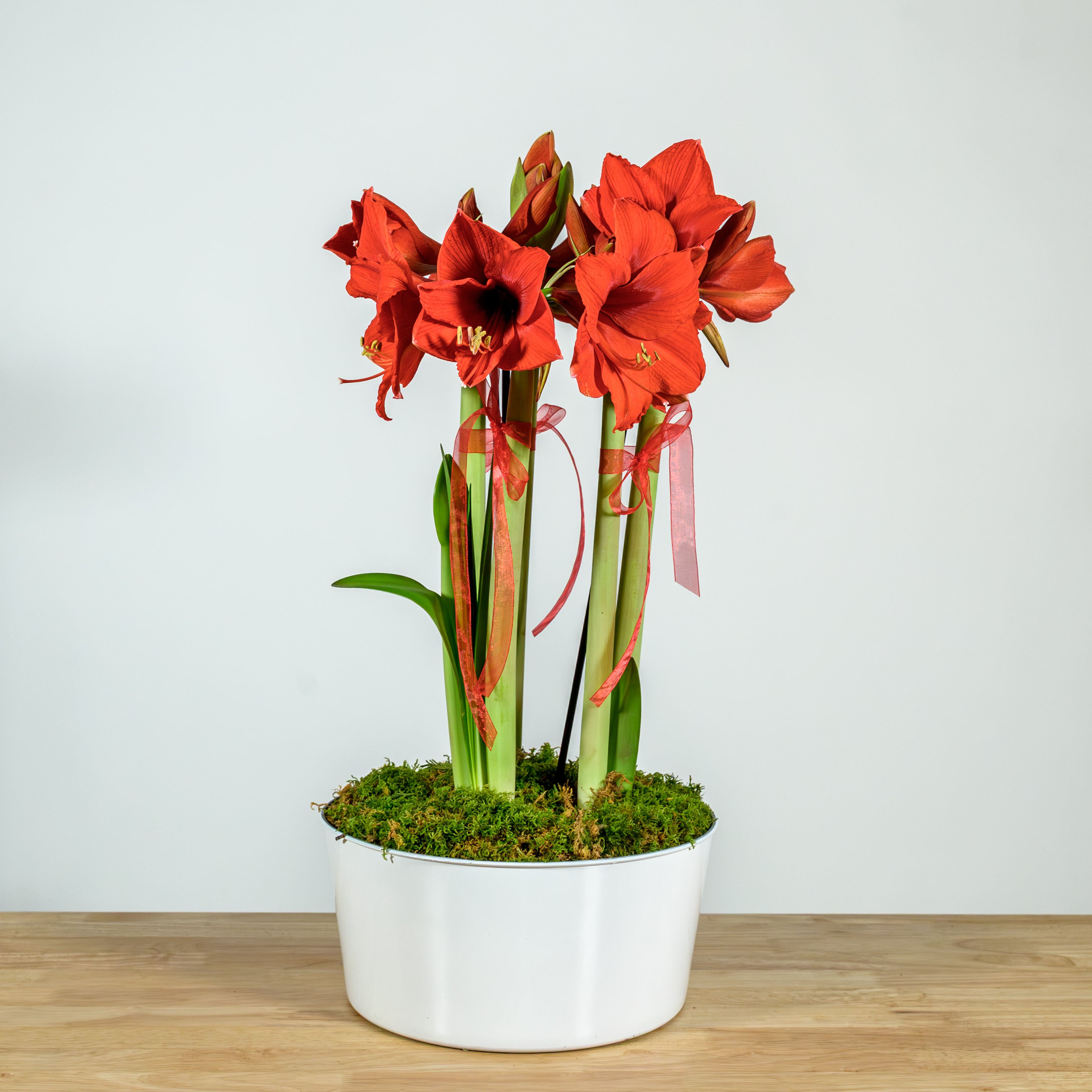Amaryllis Pan 10"