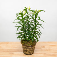 Easter Lily - 6"