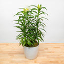 Easter Lily - 6"