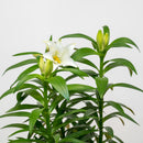 Easter Lily - 6"