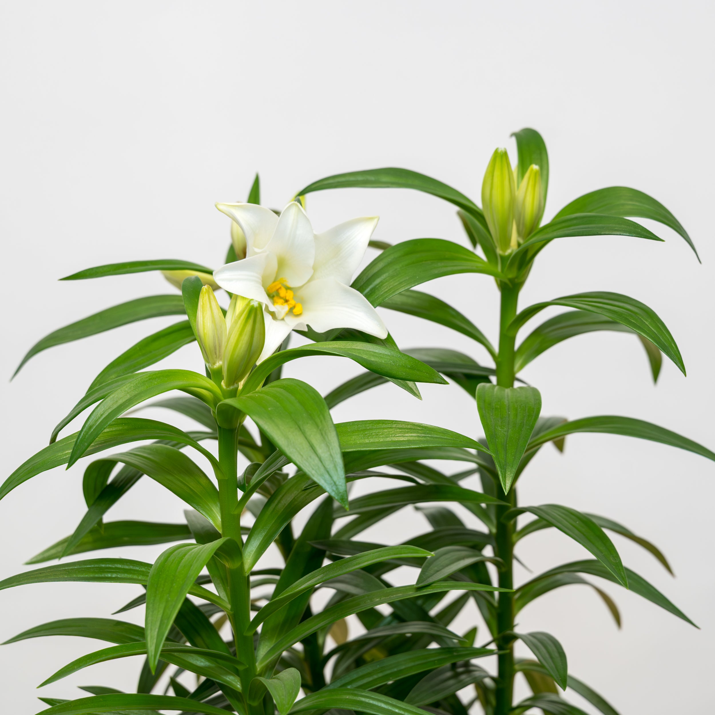Easter Lily - 6"