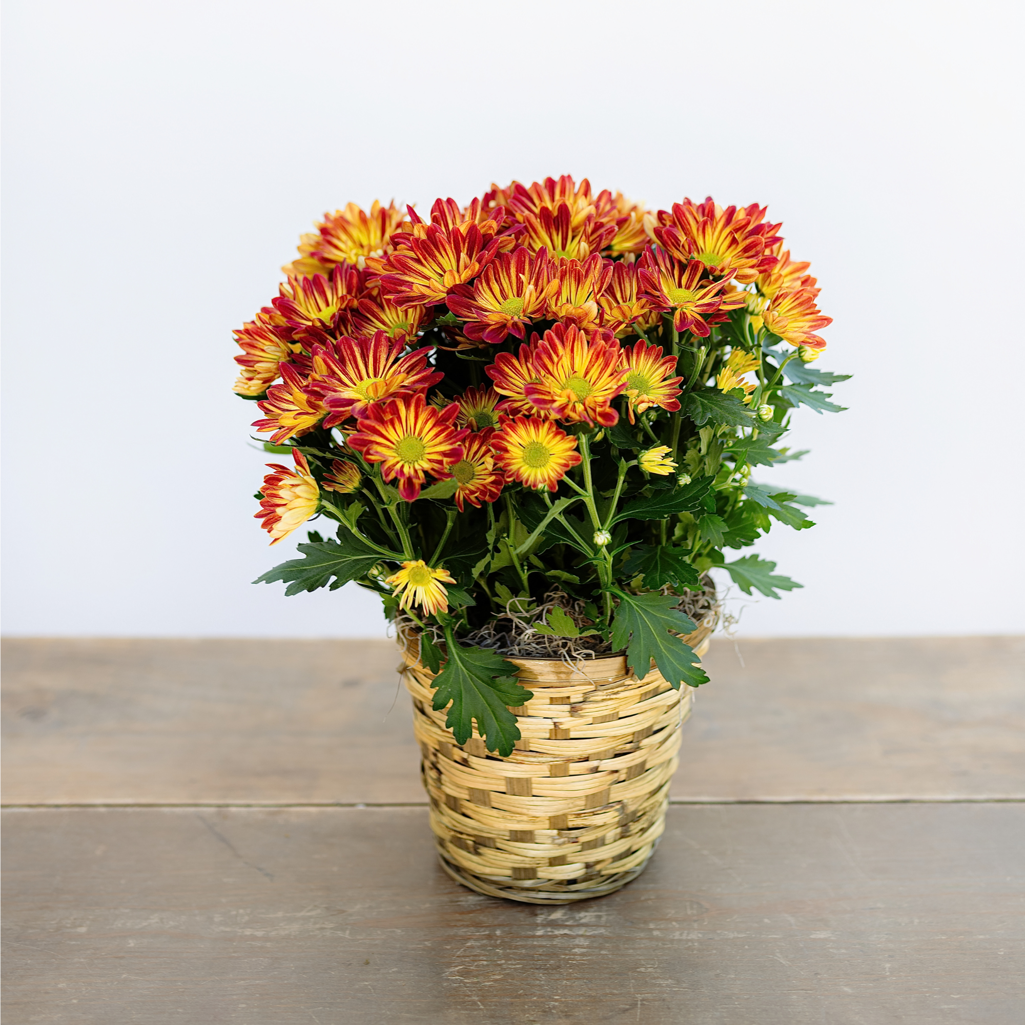 Autumn Mum
