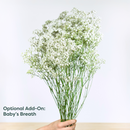 https://cdn.shopify.com/s/files/1/0016/7100/4263/files/Babys_Breath_f1a1eb82-50a8-4ea4-9912-6d79cf69f8e2.png?v=1738723301