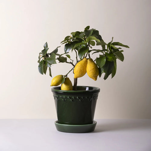 Kobenhavner Glazed Emerald Green Pot by Berg's Potter