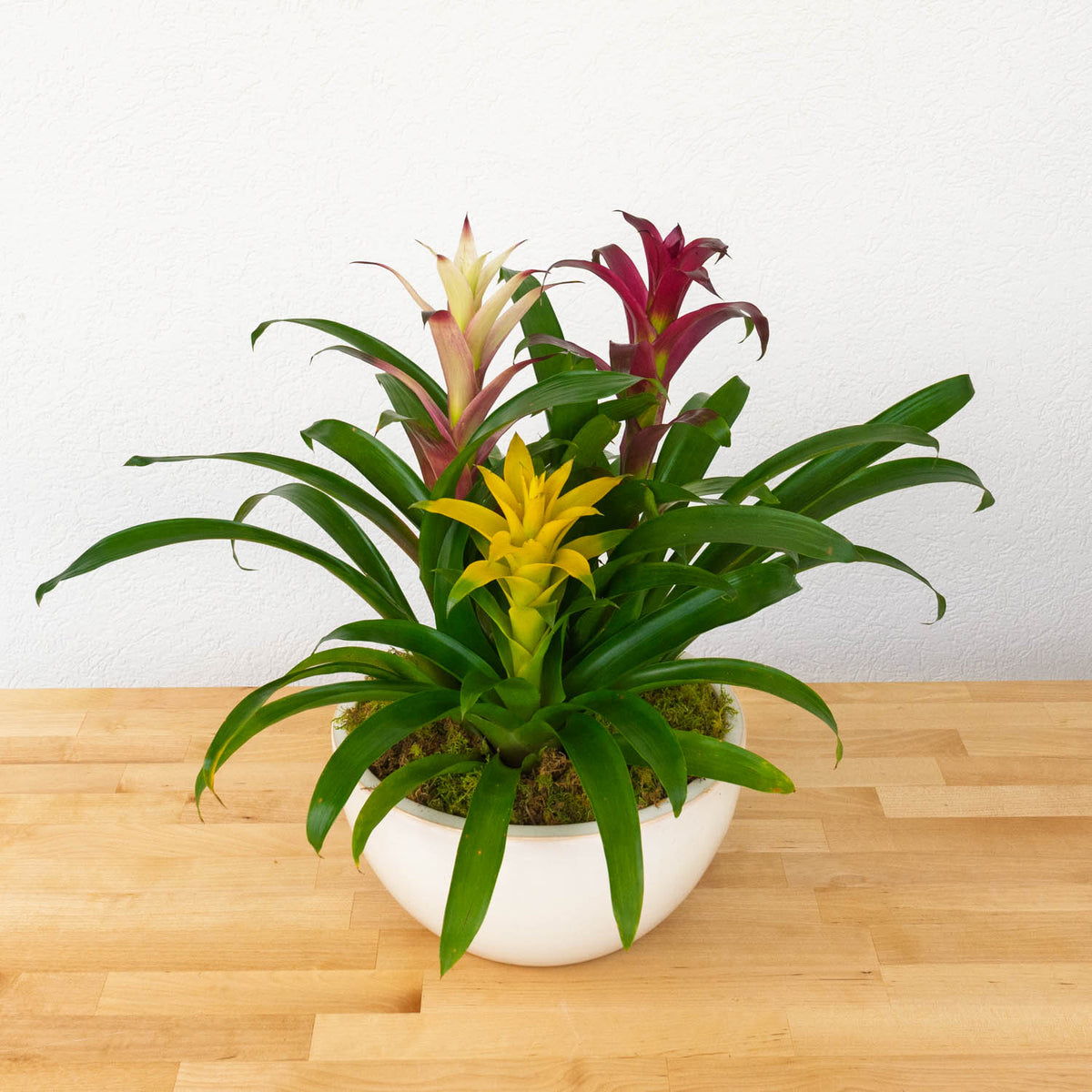 Bromeliad Gardens