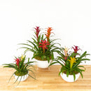 Bromeliad Gardens