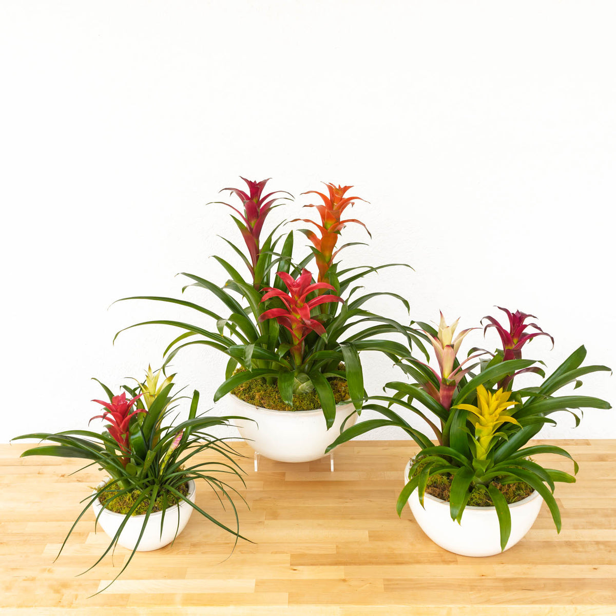 Bromeliad Gardens