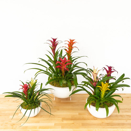 Bromeliad Gardens