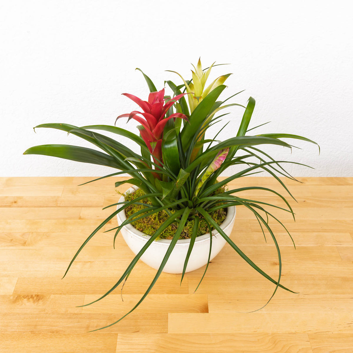 Bromeliad Gardens