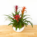 Bromeliad Gardens