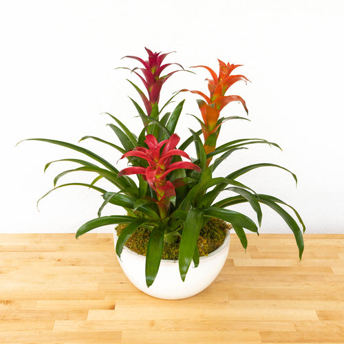 Bromeliad Gardens