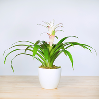 Bromeliad Guzmania