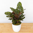 6" Calathea