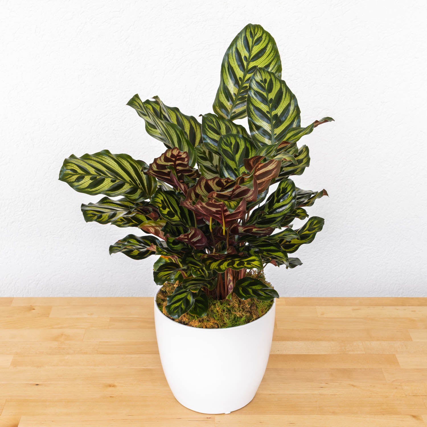 6" Calathea