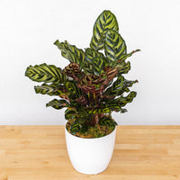 6" Calathea