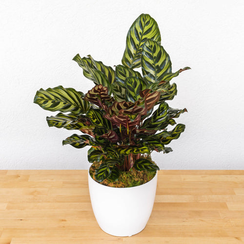 6" Calathea