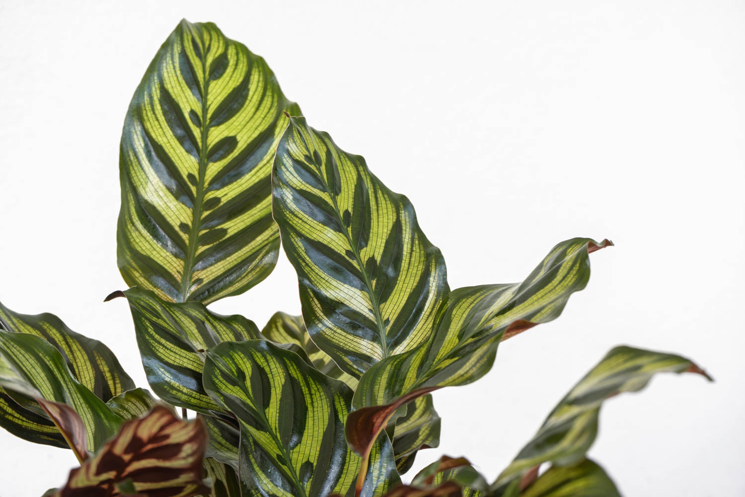 6" Calathea