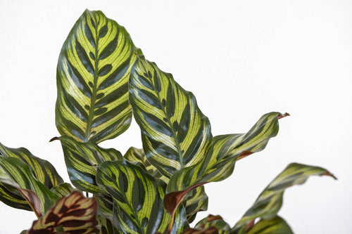 6" Calathea