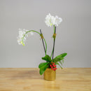 Christmas Mini Orchid