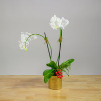 Christmas Mini Orchid