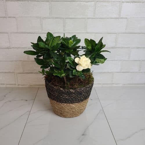 Gardenia